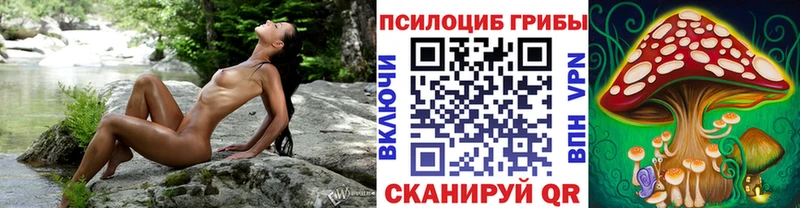 где продают   Чегем  Псилоцибиновые грибы мицелий 